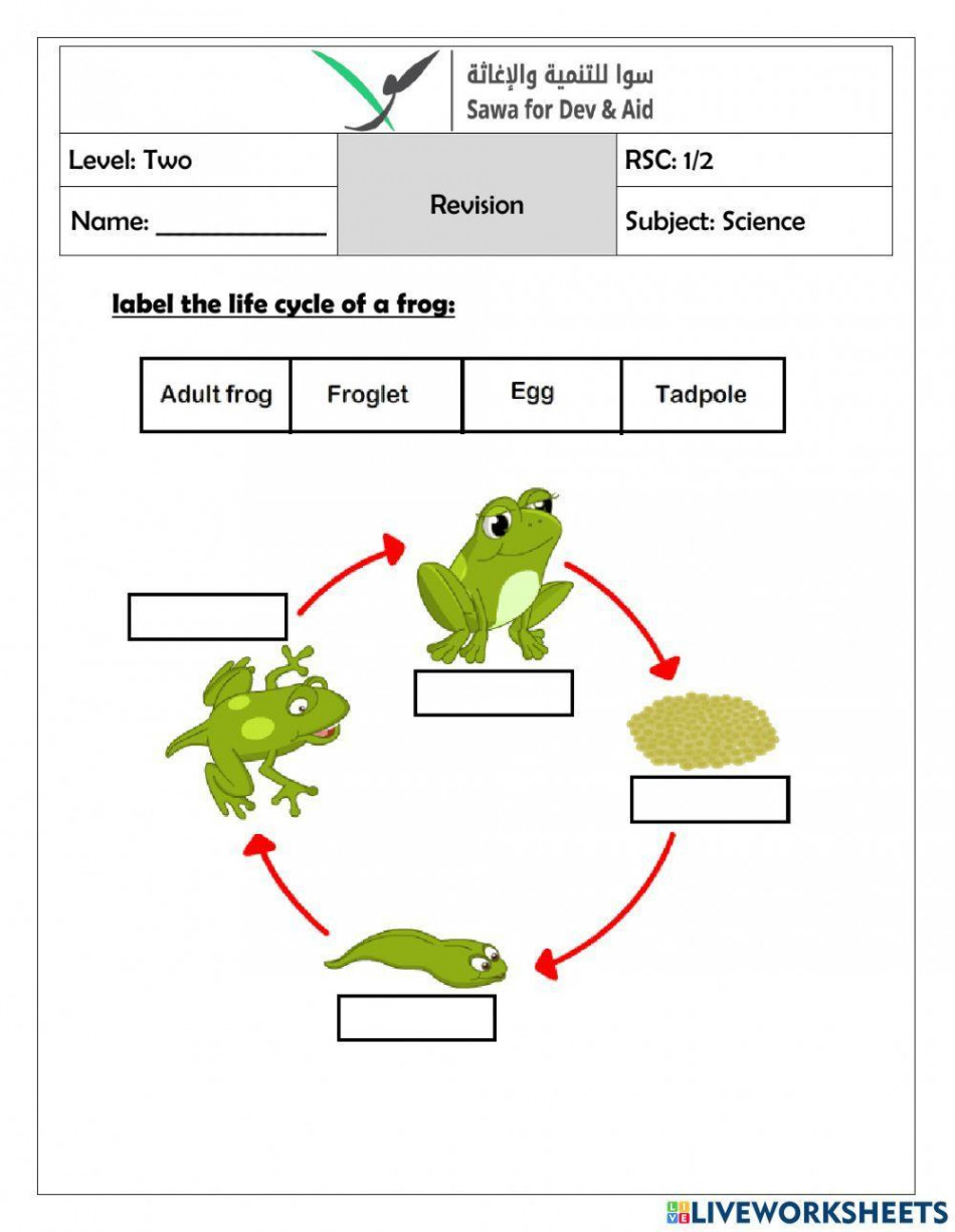 The life cycle of a frog interactive worksheet  Live Worksheets