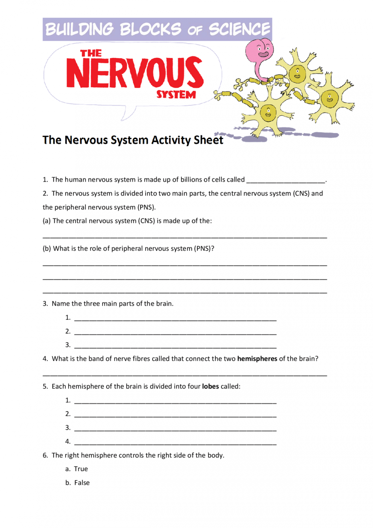 The Nervous System Worksheet Answers  Exercises Neuroscience