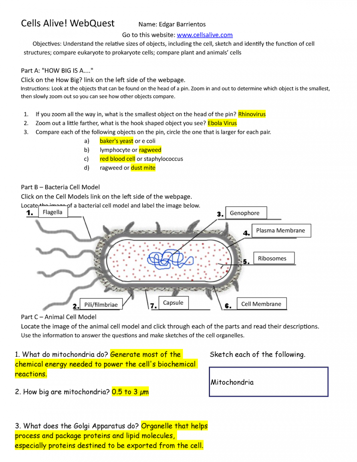 this doc is abought Cells and how theyAlive - Cells Alive