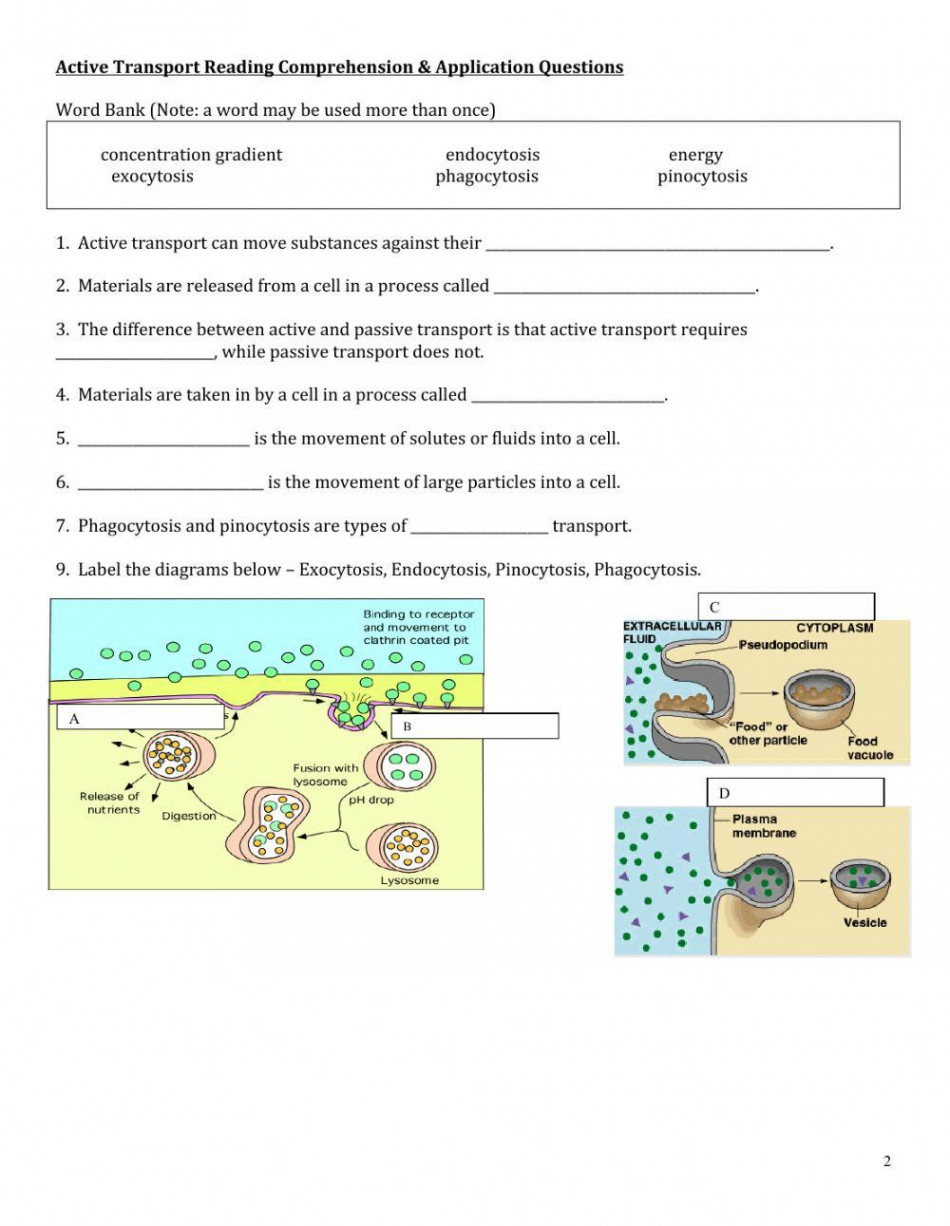 Active Transport Reading Comprehension & Application Questions