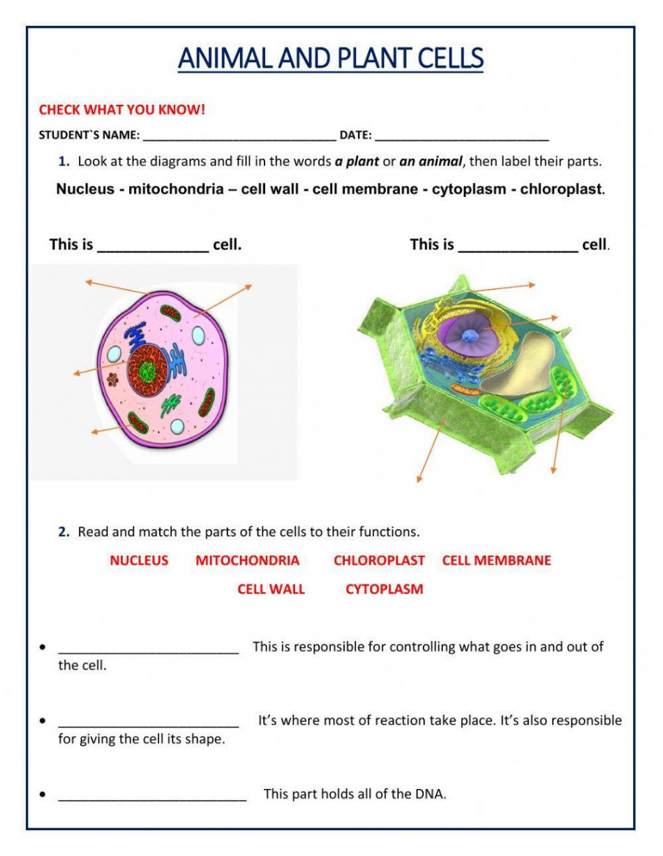 Animal and Plant Cell worksheet  Live Worksheets