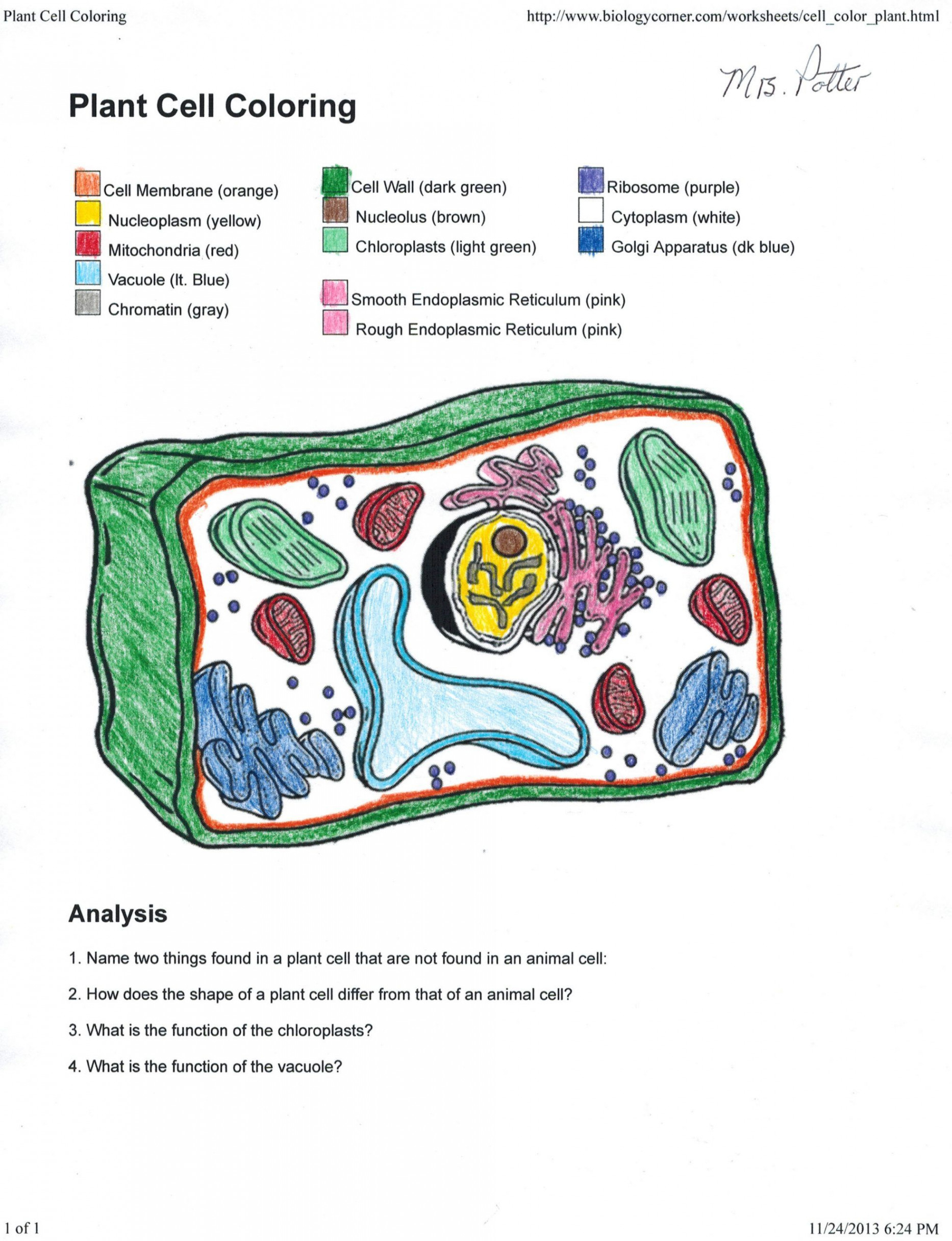 Animal and Plant Cells Worksheet  Animal and Plant Cell