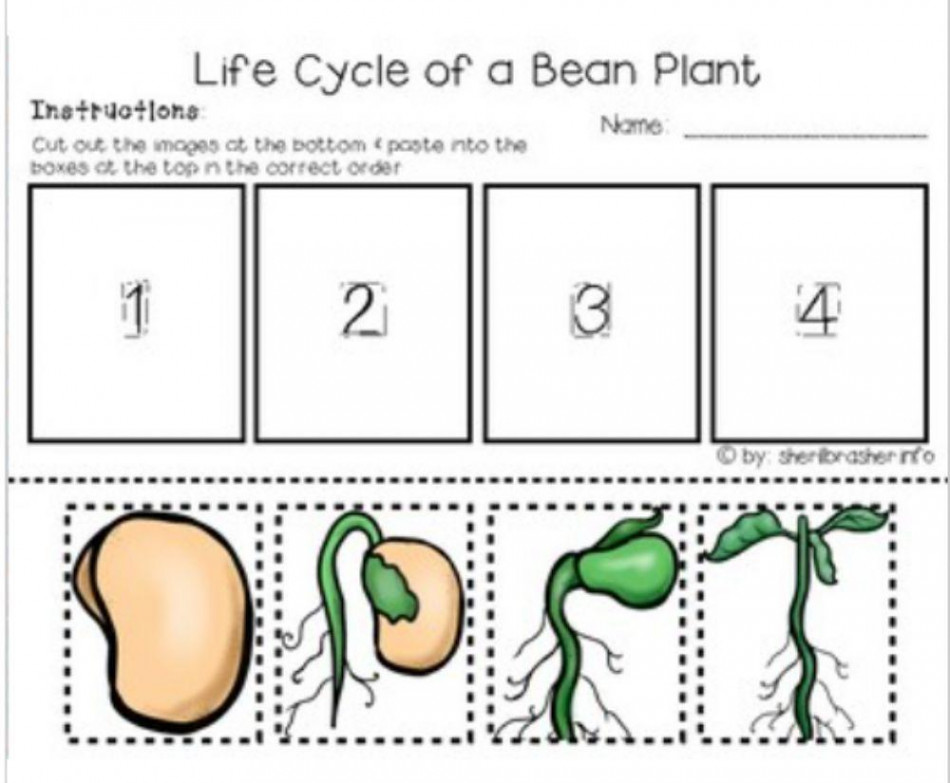 Bean Lifecycle worksheet  Live Worksheets