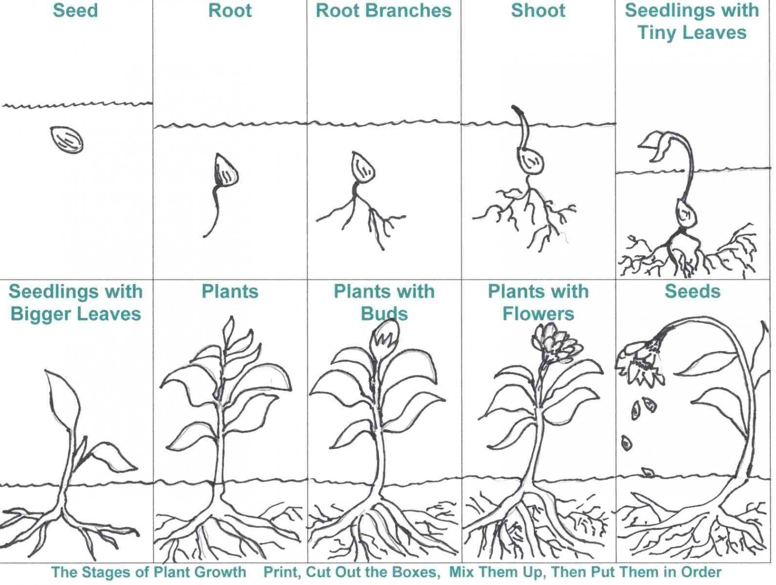 Bean Plant Life Cycle Worksheets  Plant life cycle, Plant life