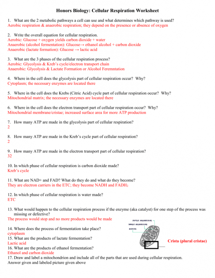 Biology Cellular Respiration Worksheets  Cellular respiration