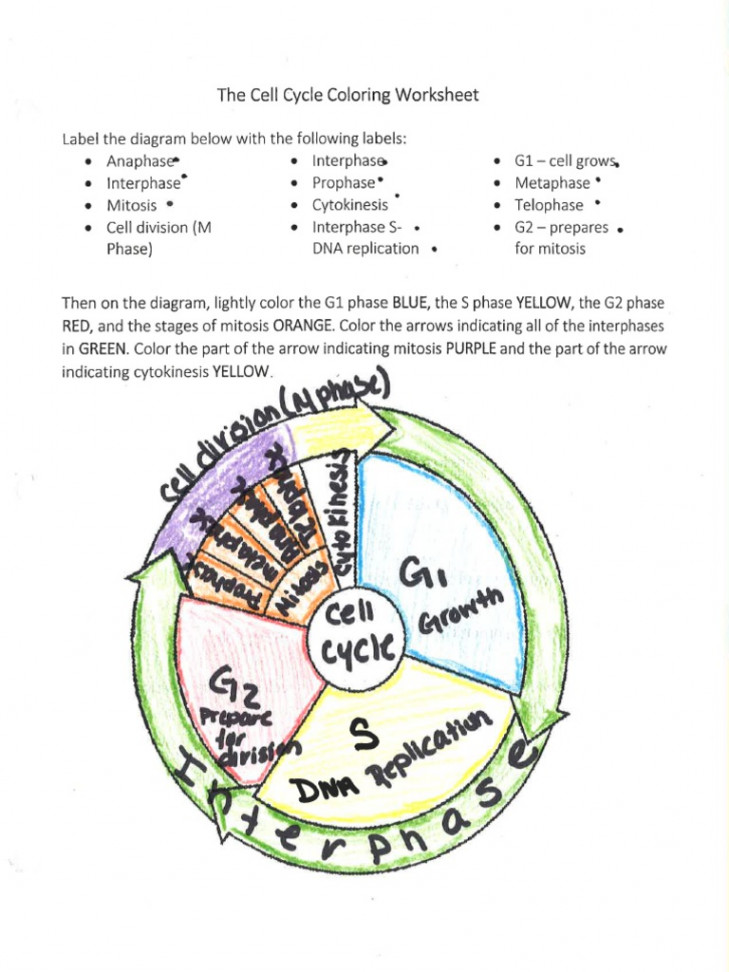 Cell Cycle Coloring Key  PDF