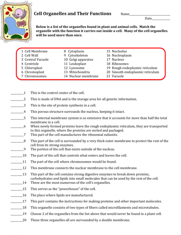 Cell Organelles And Their Functions Worksheets Answers  Cell