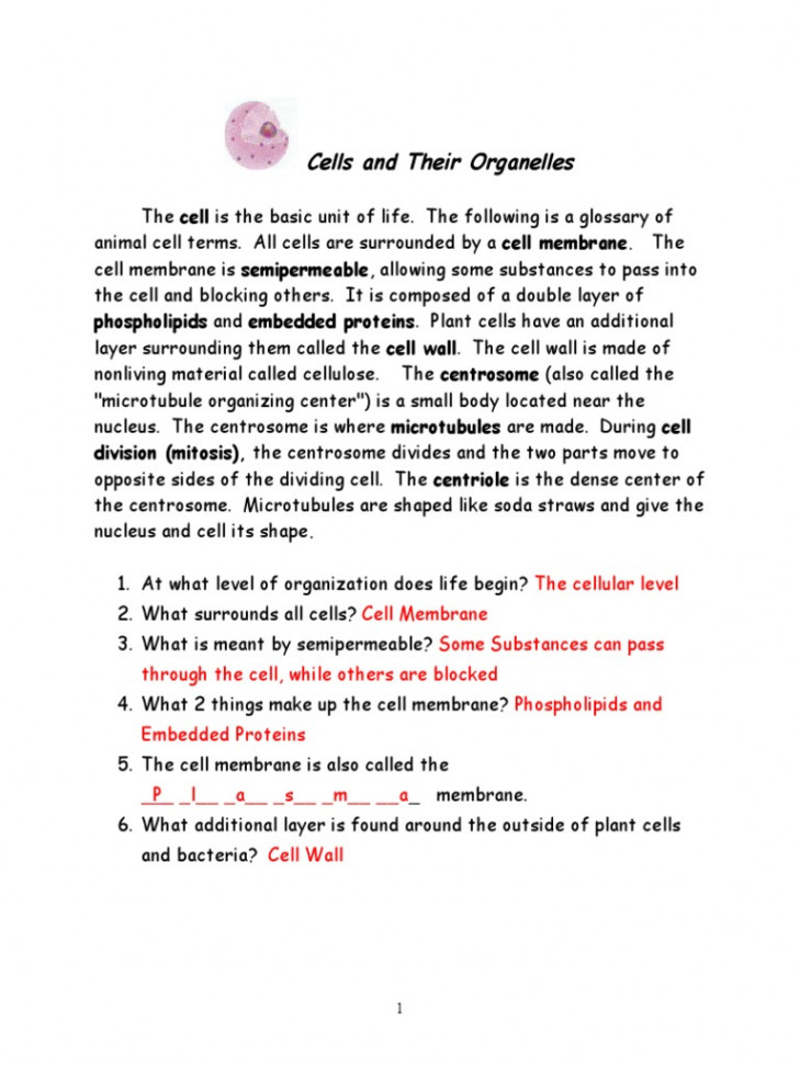 Cells and Organelles New - Answer KEY - Final  PDF  Endoplasmic