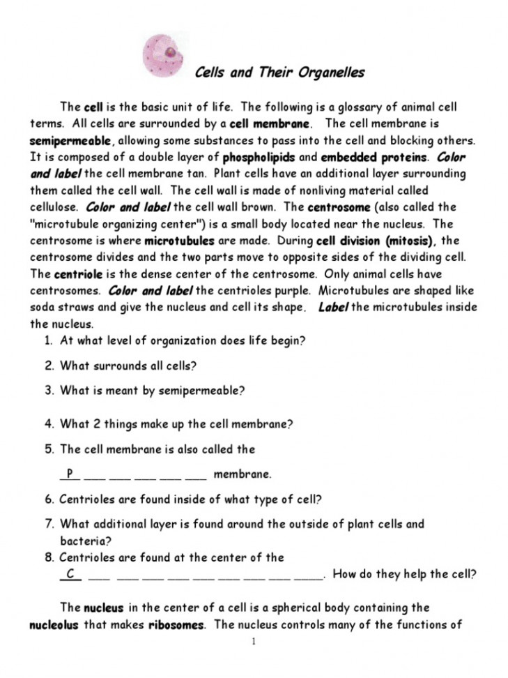 Cells and Organelles Notes and Color Sheet  PDF  Endoplasmic