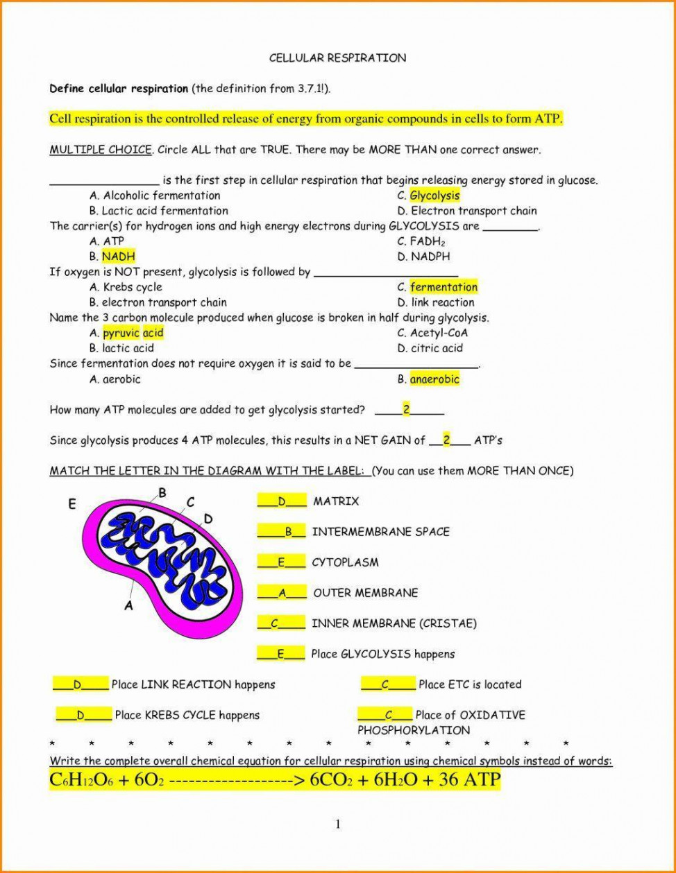 Cellular Respiration Answer key worksheet - brainly