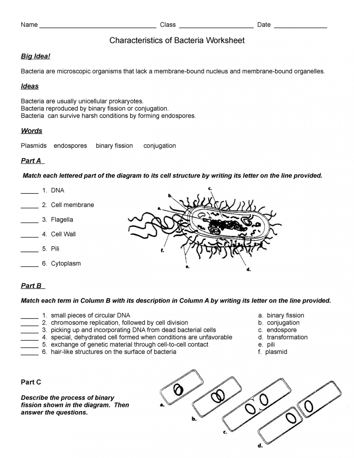 Characteristics of bacteria worksheet - Name Class - Studocu