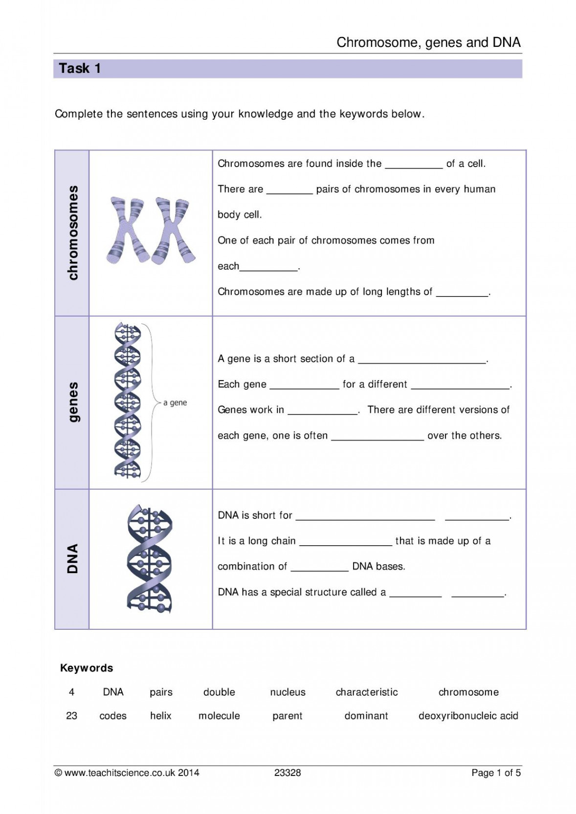 Chromosomes, genes and DNA worksheet with answers