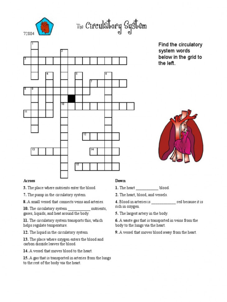 Circulatory System Worksheet  PDF  Blood Vessel  Circulatory System