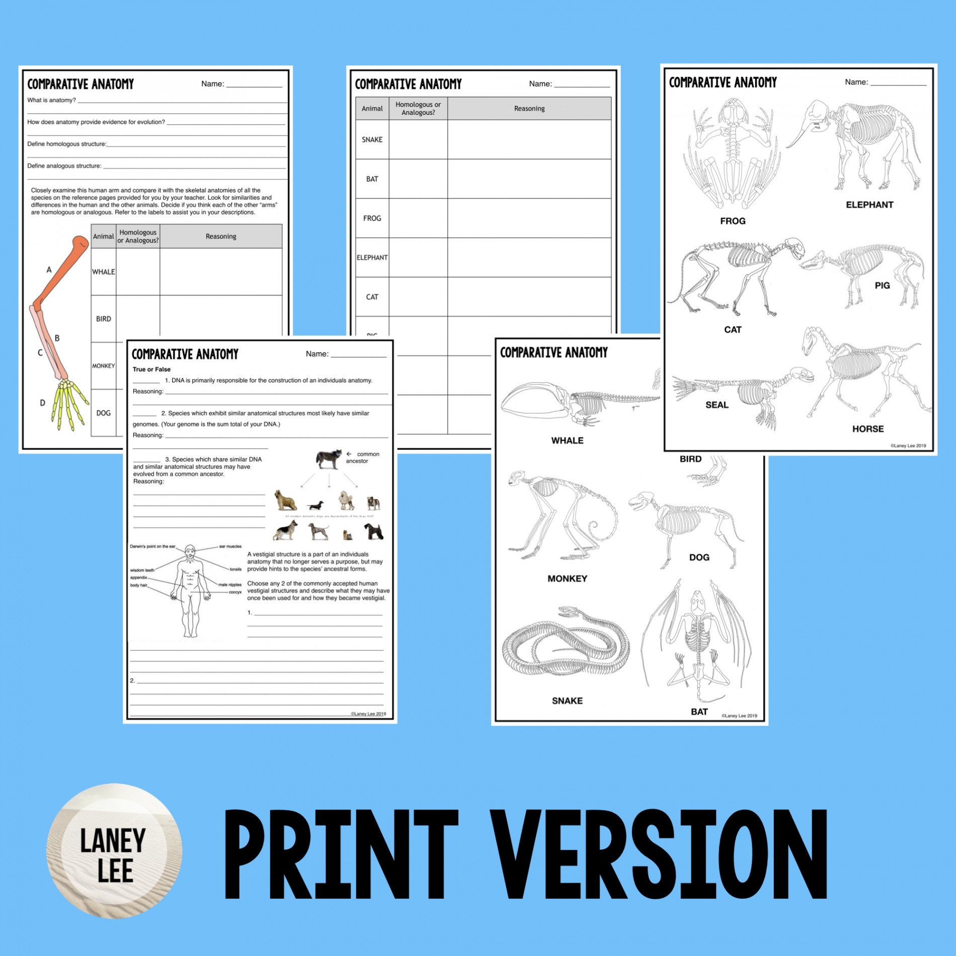 Comparative Anatomy: Homologous, Analogous, Vestigial Structures