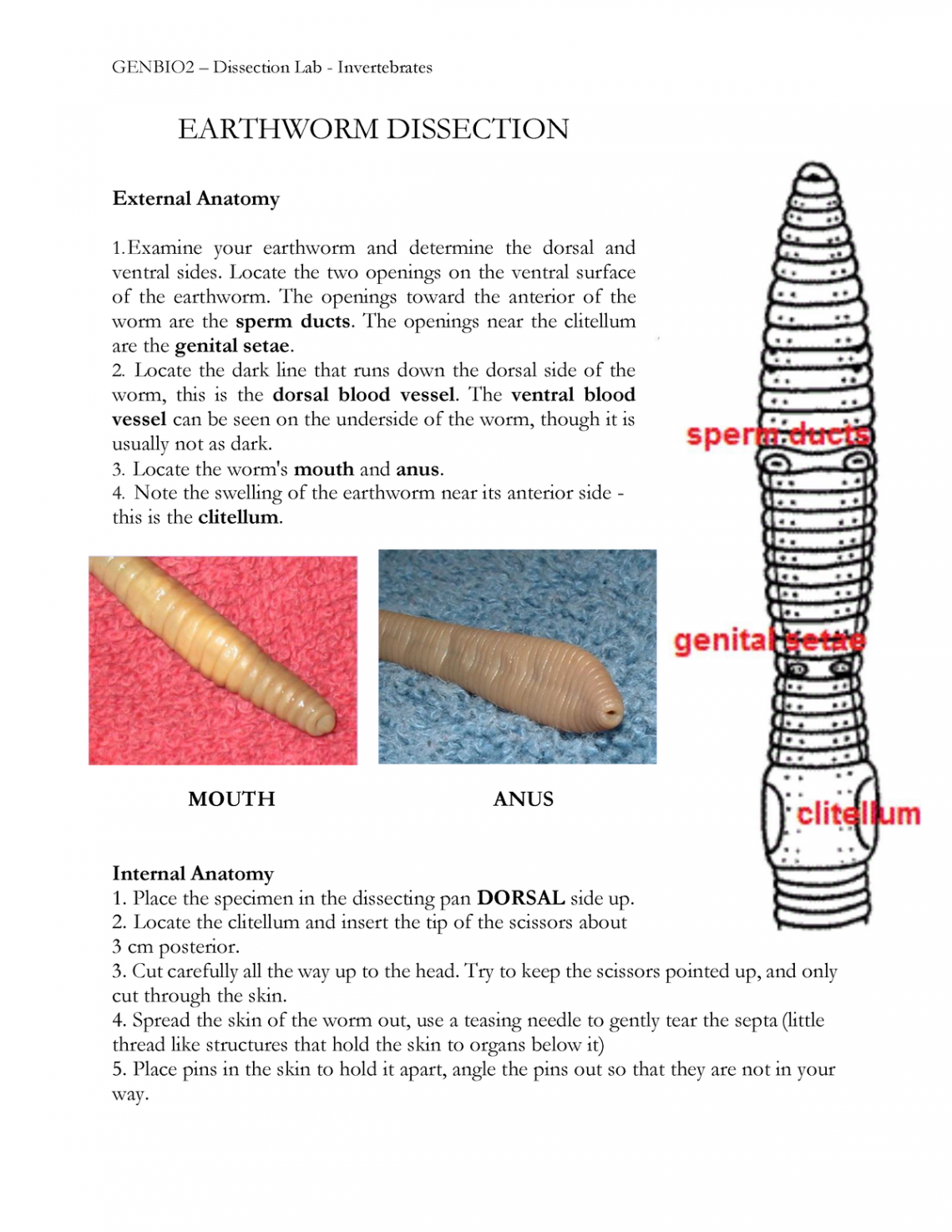 Earthworm dissection GBL -Ojo - EARTHWORM DISSECTION External