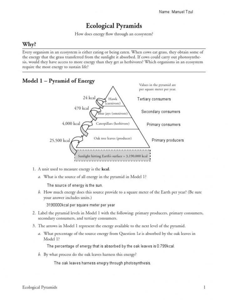 Ecological Pyramids Manuel Tzul  PDF  Food Web  Systems Ecology