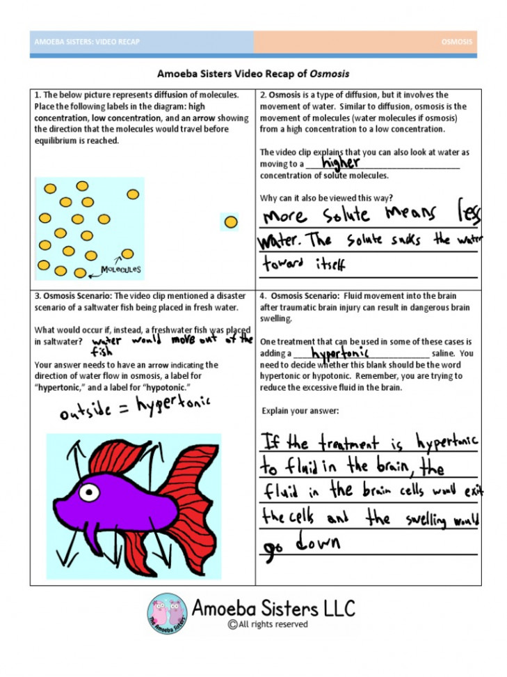 Edited - Amoeba Sisters Osmosis  PDF  Osmosis  Biology