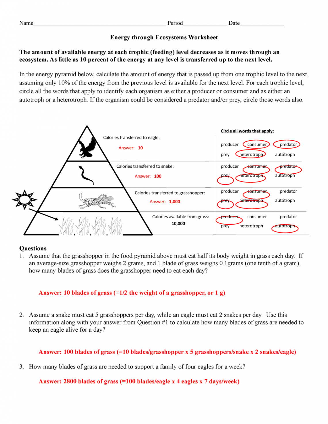 Energy through an ecosystem worksheet as