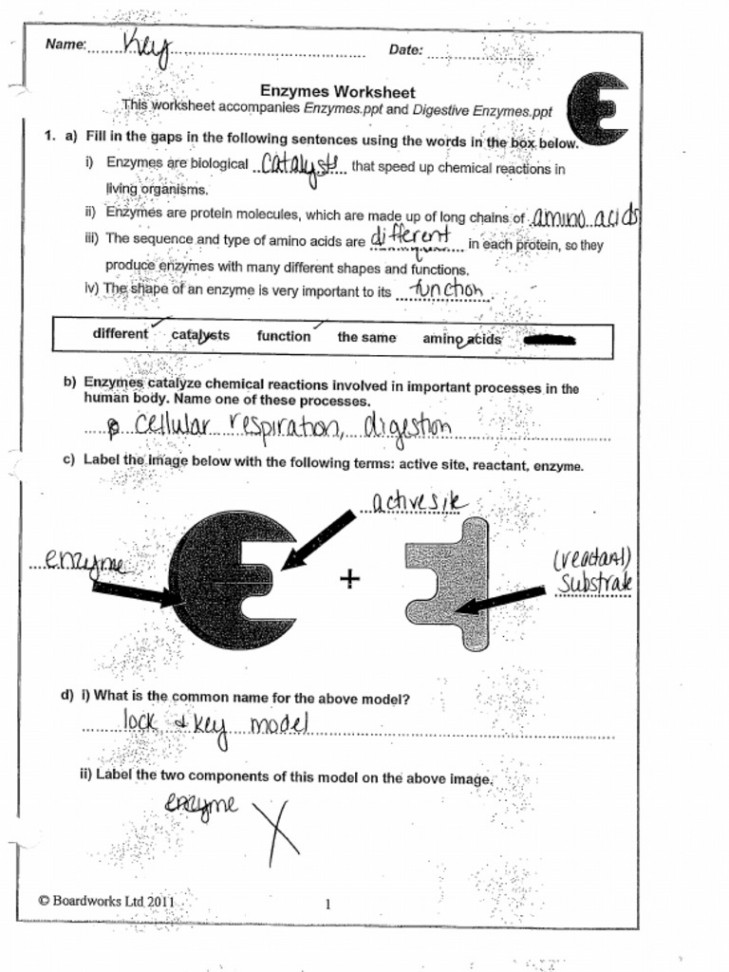 Enzyme Review Sheet Answers  PDF