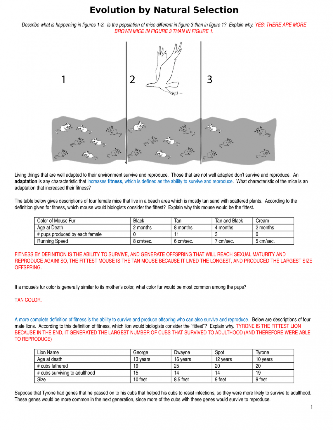 Evolution by Natural Selection WKS Lab Answer KEY zukag