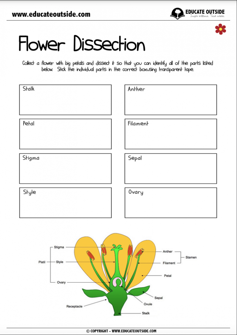 Flower Parts Dissection - Educate Outside