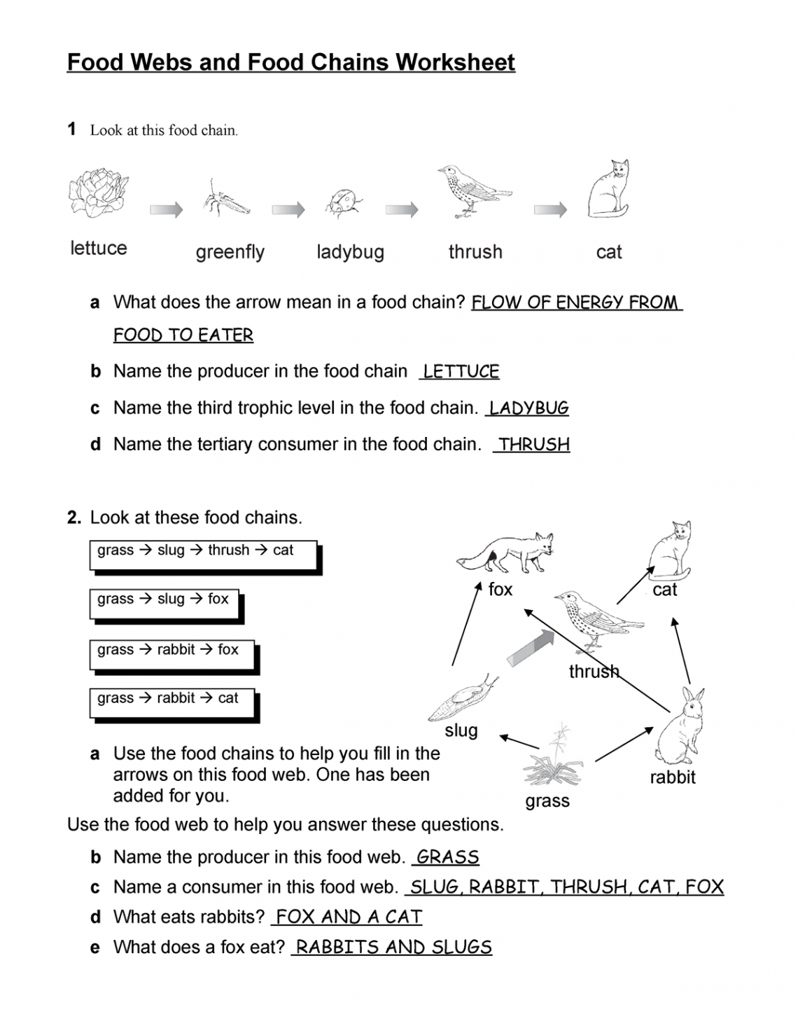 Food Websand Food Chains Worksheet-KEY-dbru - Food Webs and