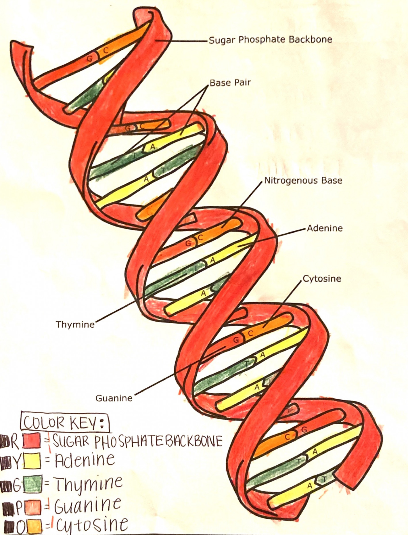 Free DNA Double Helix Worksheets - Hess Un-Academy