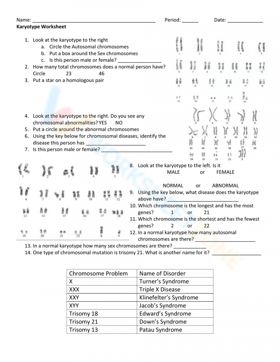 Free Karyotype Worksheet with Answer Keys for Students