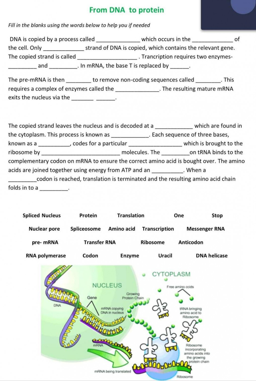 from dna to protein worksheet answers​ - Brainly