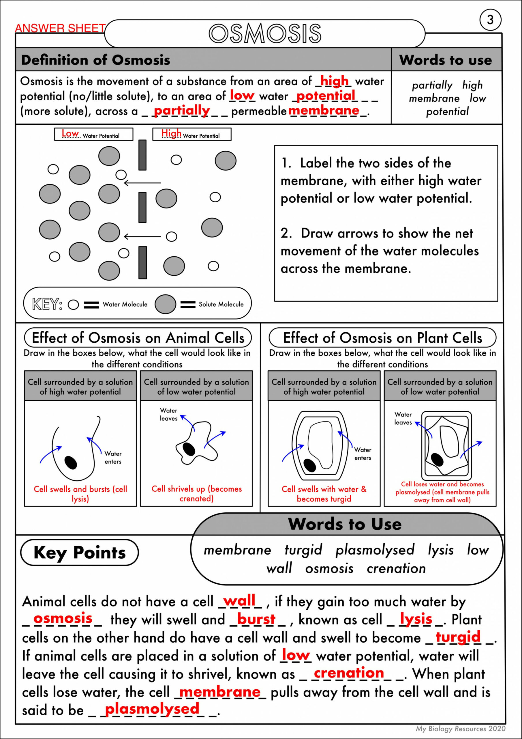 GCSE Biology: Diffusion, Osmosis and Active Transport Worksheet