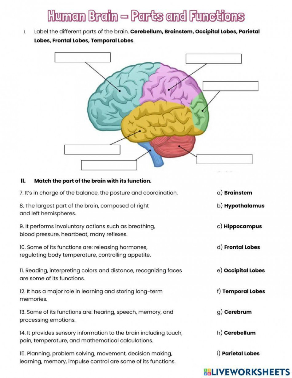 Human Brain - Parts and Functions worksheet  Live Worksheets