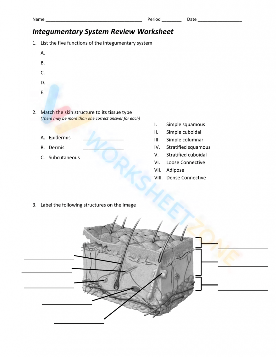 Integumentary System Review Worksheet Worksheet