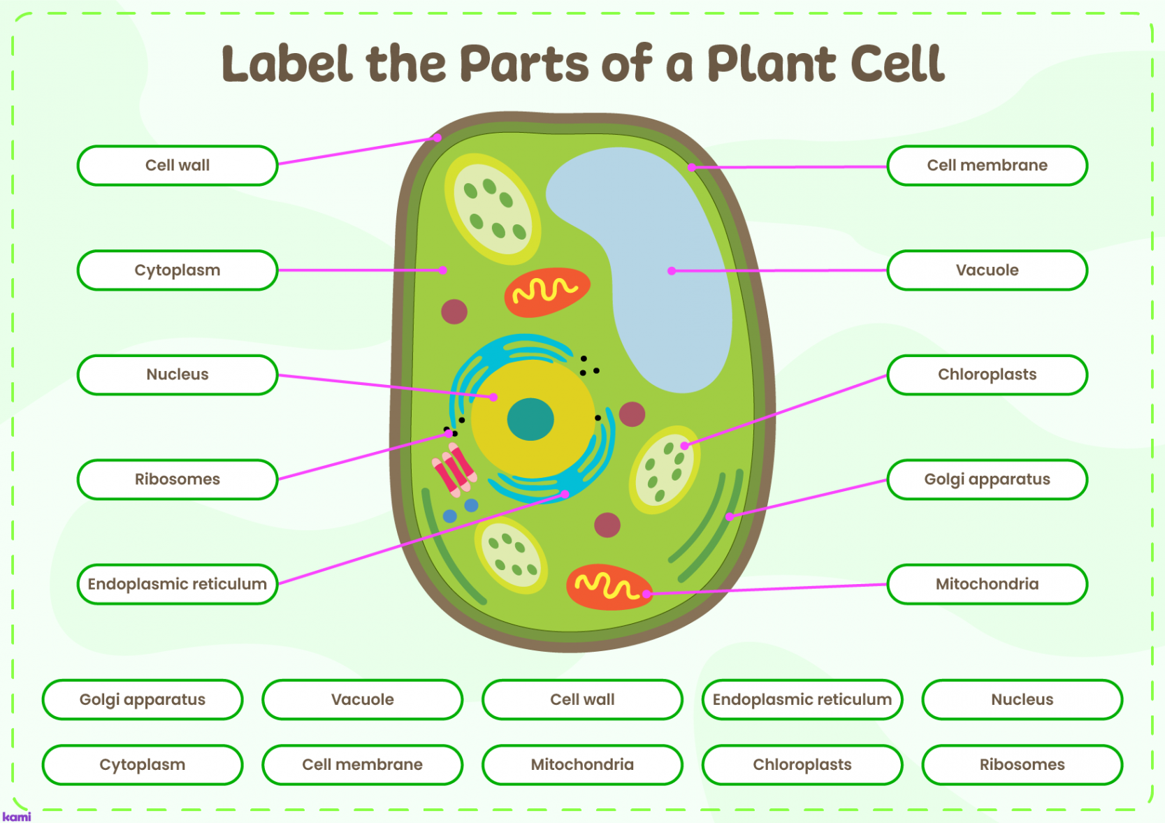 Interactive Parts of a Plant Cell  Answer Key for Teachers