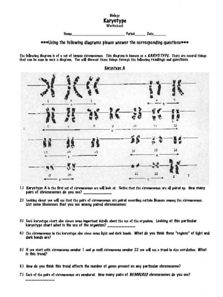 Karyotype Worksheet  PDF  Karyotype  Chromosome