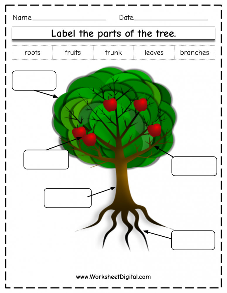 Label the Parts of a Tree - Worksheet Digital