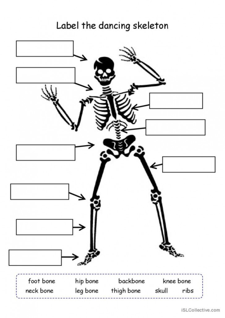 Label the skeleton pictur: English ESL worksheets pdf & doc