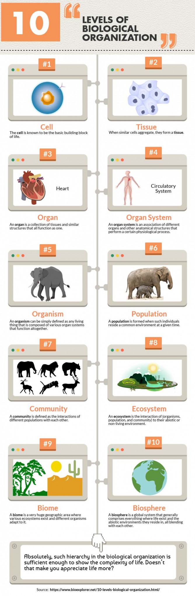 Levels of Biological Organization   Levels of Organization