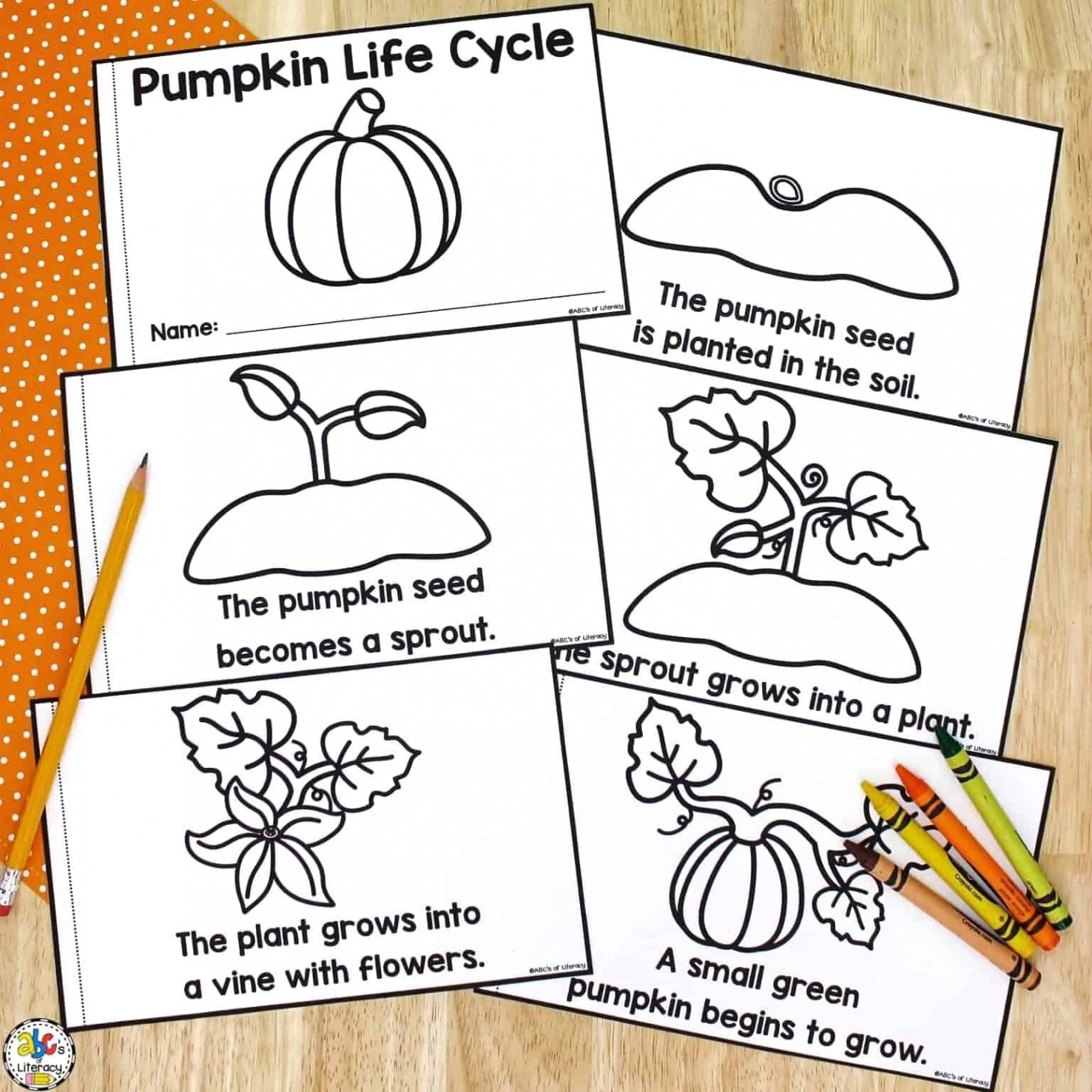 Life Cycle of a Pumpkin Book: Free Printable Science Book