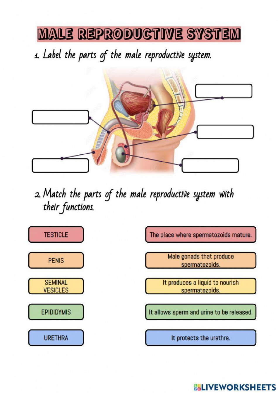 Male reproductive system interactive exercise for Grade   Live