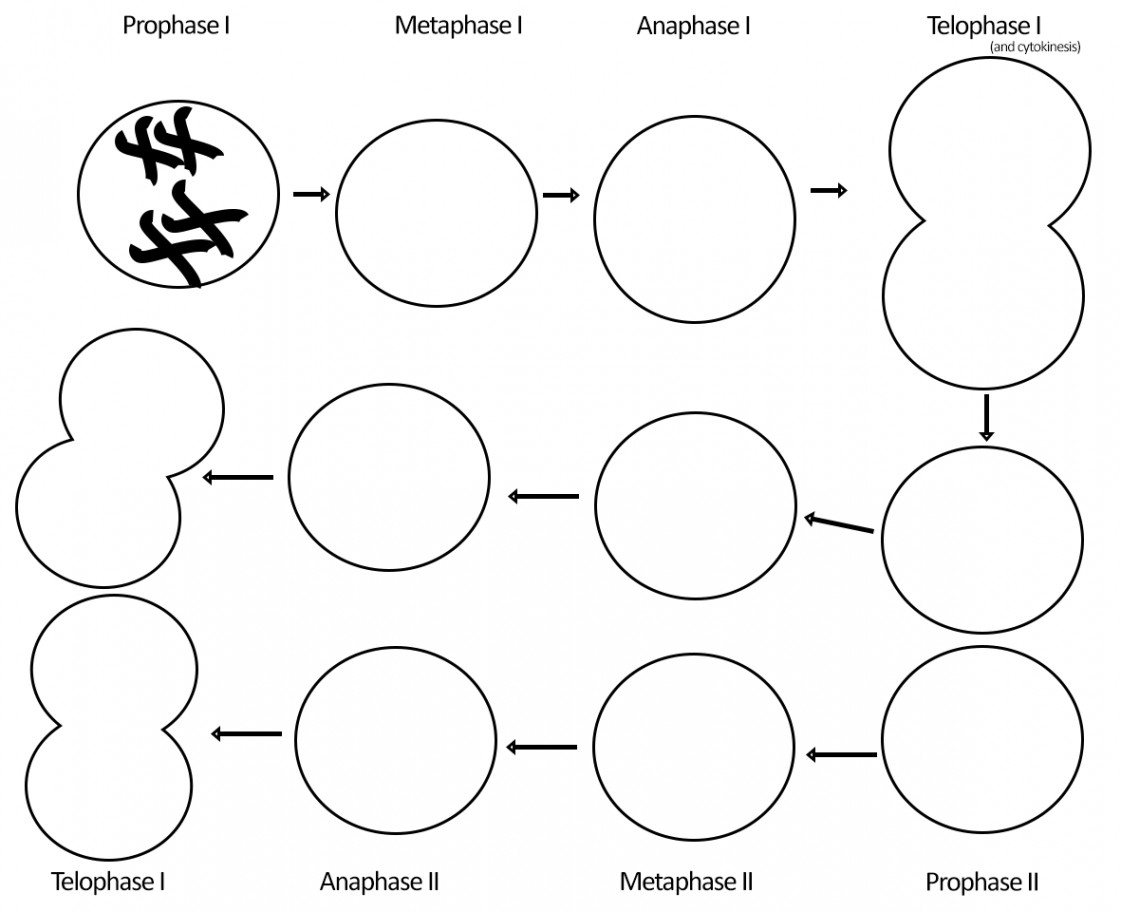 Meiosis Phases