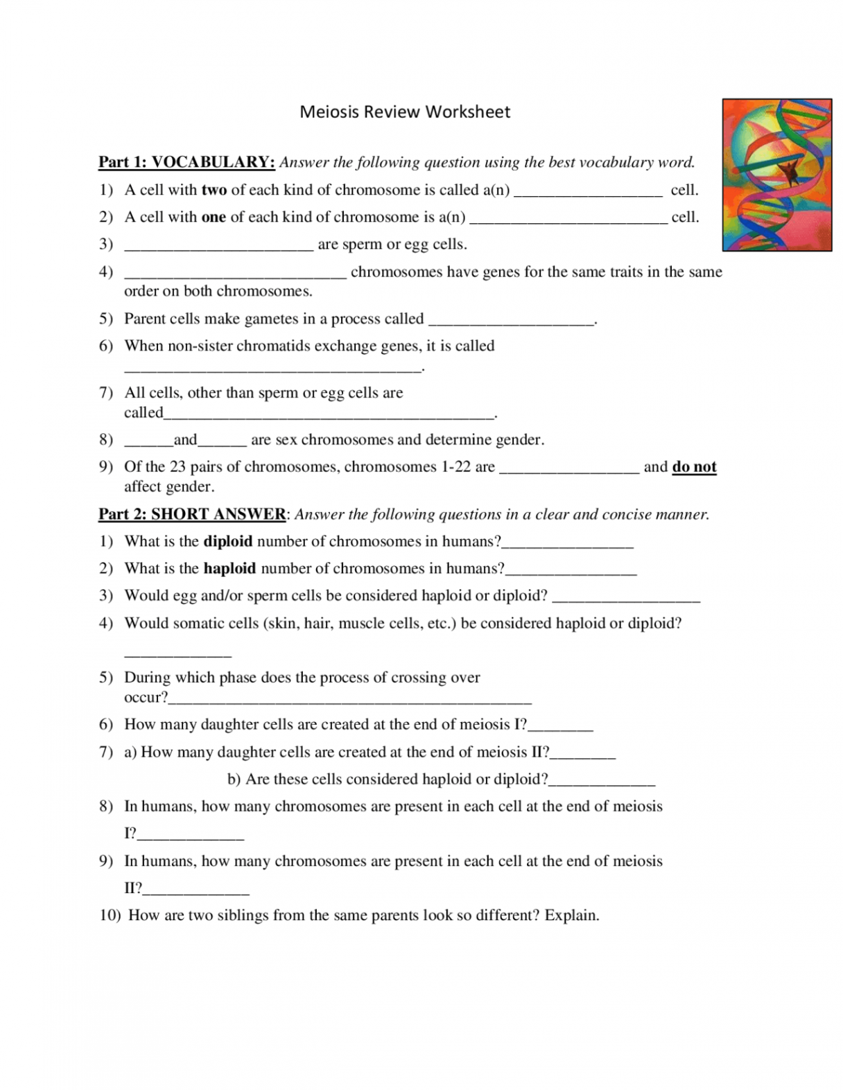 Meiosis Review Worksheet Vocabulary Practice  Exercises Cell