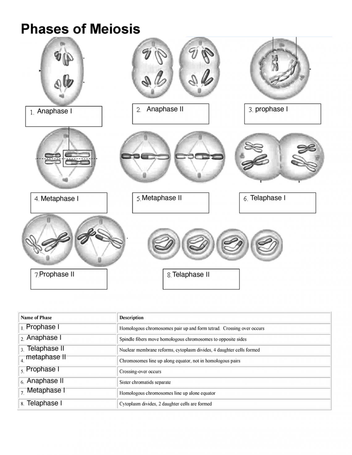 Meiosis worksheet fillable - Phases of Meiosis Name of Phase