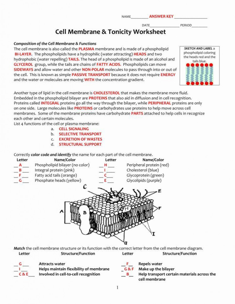 Membrane Structure And Function Worksheet  Cell membrane