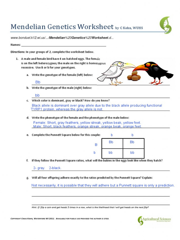 Mendelian Genetics Worksheet  PDF  Genotype  Dominance (Genetics)