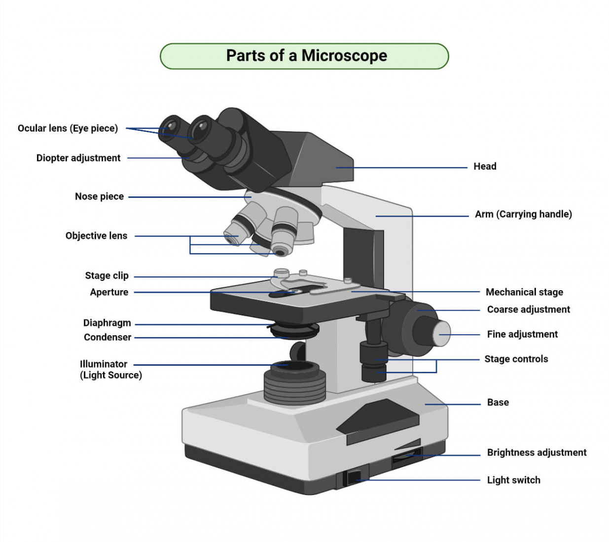 Microscope Parts Labeling Worksheet with Answer Key