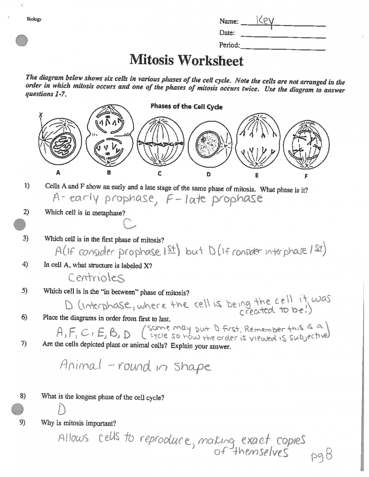 Mitosis Worksheet Answer Key - Honors Biology  Exercises Cell