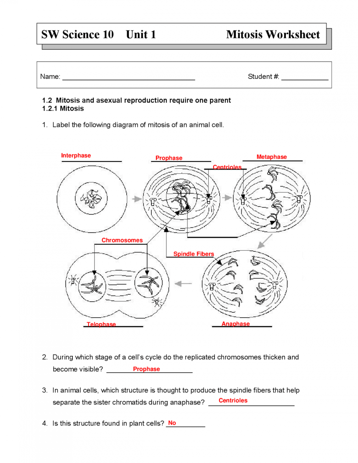 Mitosis Worksheet Key th Science  Exercises Cell Biology  Docsity