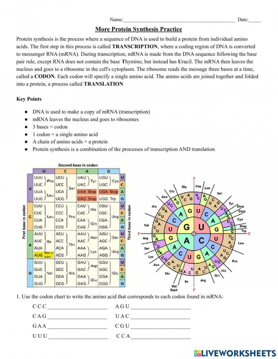 More Protein Synthesis Practice worksheet  Live Worksheets