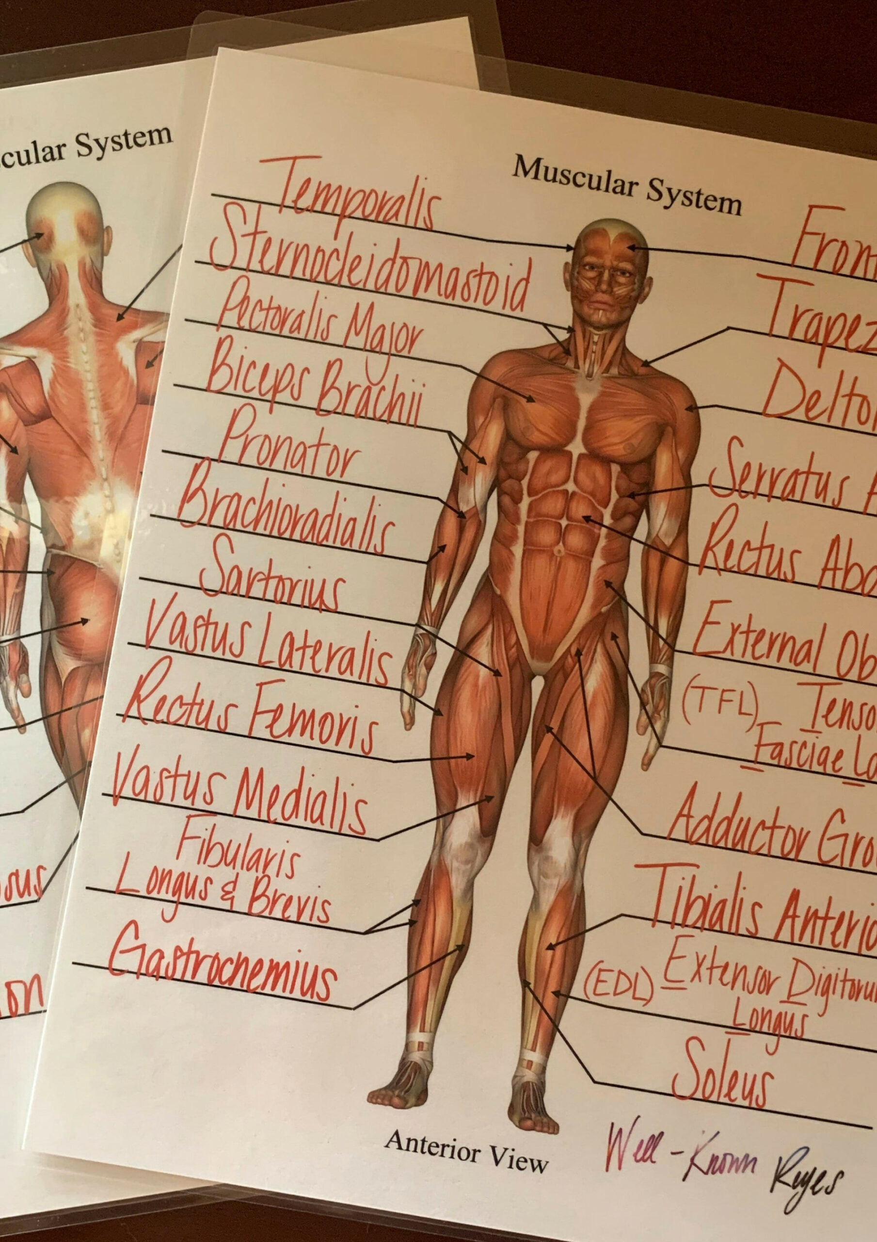 Muscular System: Major Muscles Dry Erase Worksheets Practice - Etsy