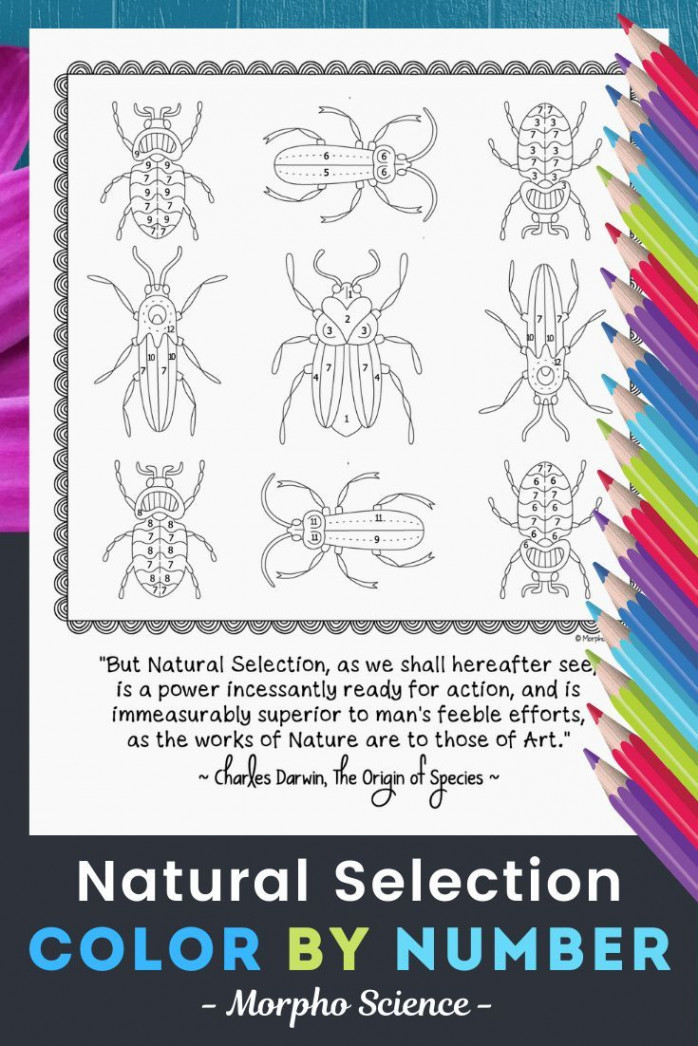 Natural Selection - Science Color By Number  Review Worksheet